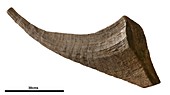 Woolly rhinoceros horn fossil