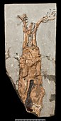 Fossil coleoid