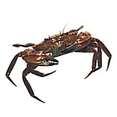 Velvet swimming crab