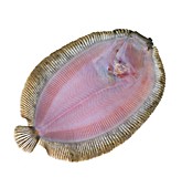 Topknot fish