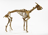 Myotragus antelope skeleton