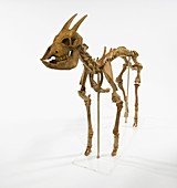 Myotragus antelope skeleton