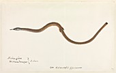 Snake,19th century artwork