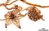 Lacandonia schismatica plant