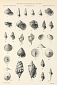 Terra Nova mollusc report,artwork