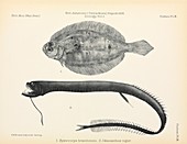 Terra Nova fish report,artwork