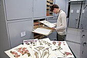 General Herbarium,Darwin Centre,UK