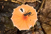 Ant on a toadstool