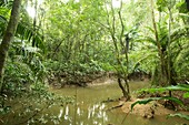 Yasuni National Park,Amazonian Ecuador