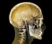 Normal head and neck,3D CT scan