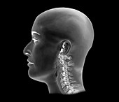 Normal neck,X-ray