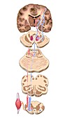 Brain motor cortex pathways,artwork