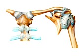 Shoulder joint anatomy,artwork