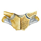 Sternoclavicular joint,artwork