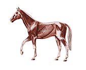 Horse anatomy,artwork