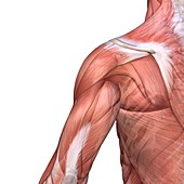 Shoulder and back anatomy,artwork