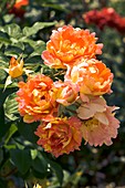 Rose (Rosa 'Paul Cezanne')