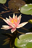 Water Lily (Nymphaea 'Pink Sensation')