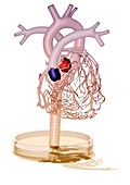 Artificial heart valves,artwork