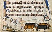 Medieval ploughing,Luttrell Psalter