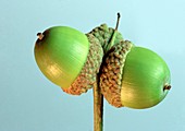 Oak acorns (Quercus sp.)