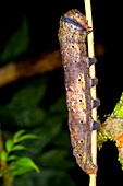 Tropical caterpillar
