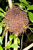 Tropical ants nest
