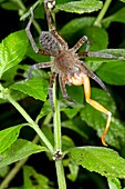 Tropical spider eating a treefrog