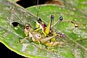 Tropical grasshoppers mating