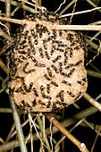 Tropical wasps nest