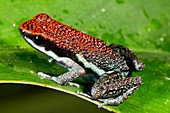 Ruby poison frog