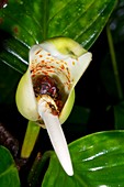 Tropical insects in a rainforest flower