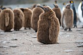 King penguin chicks