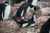 Chinstrap penguins mating