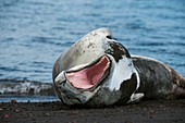 Leopard seal yawning on a beach