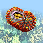 Influenza virus,artwork