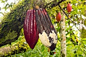 Diseased cocoa pods,Ecuador