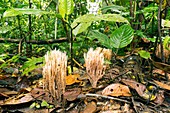 Coral fungus on rainforest floor