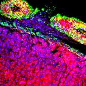 Adrenal gland,fluorescence micrograph