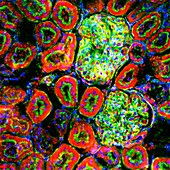Kidney tissue,fluorescence micrograph