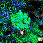 Kidney tissue,fluorescence micrograph