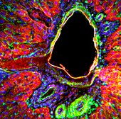 Liver portal triad,light micrograph