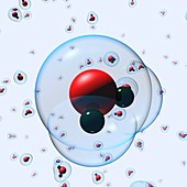 Water molecules