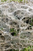 Ermine moth communal web