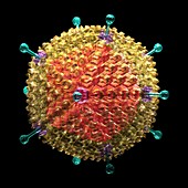 Human adenovirus 36,artwork