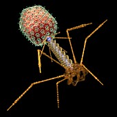 Bacteriophage T4,artwork