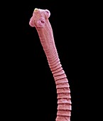 Flea tapeworm,SEM