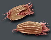 Euplotes protozoa,SEM