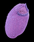 Climacostomum protozoan,SEM