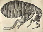 Microscopic flea anatomy,17th century